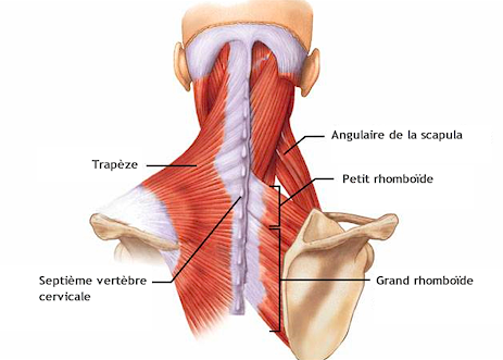 syndrome angulaire omoplate